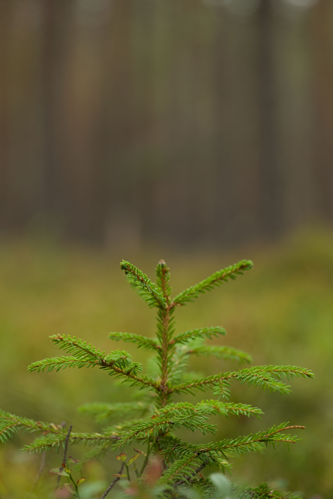 Ung granplanta efter plantering – exempel på motiv för tjänsten