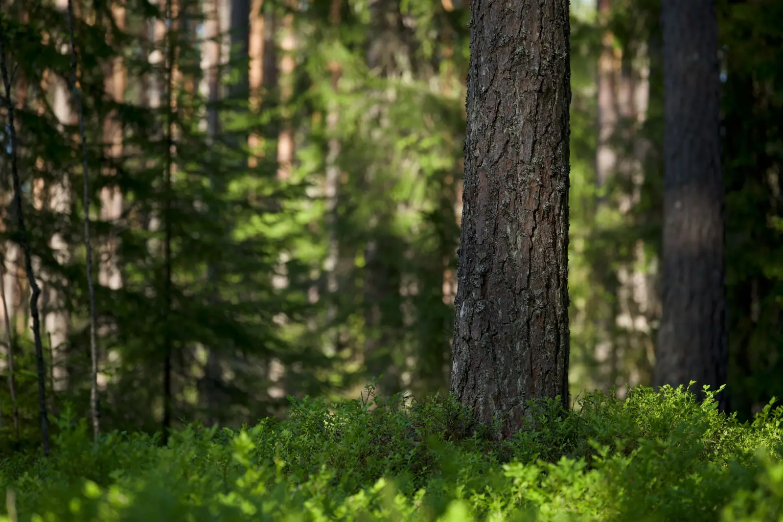 Barrskog och skogsmark – illustrativt motiv, inte platsbundet